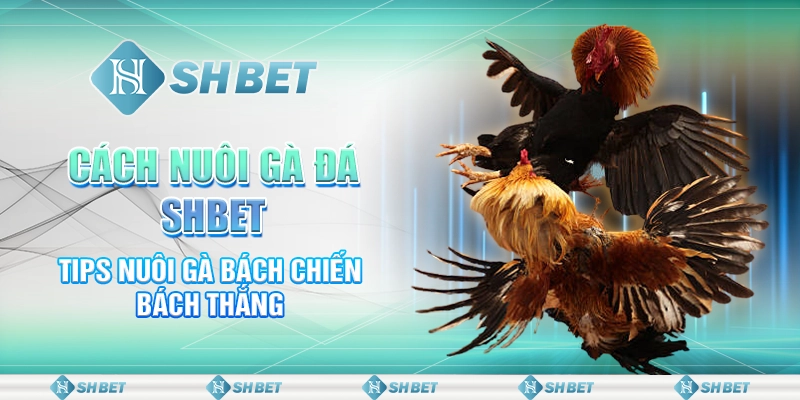 Cách Nuôi Gà Đá SHBET - Tips Nuôi Gà Bách Chiến Bách Thắng