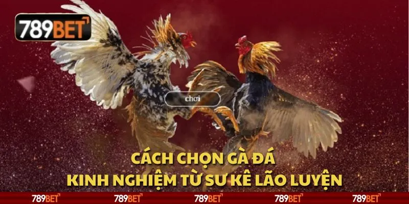 Cách chọn gà đá - Kinh nghiệm từ sư kê lão luyện