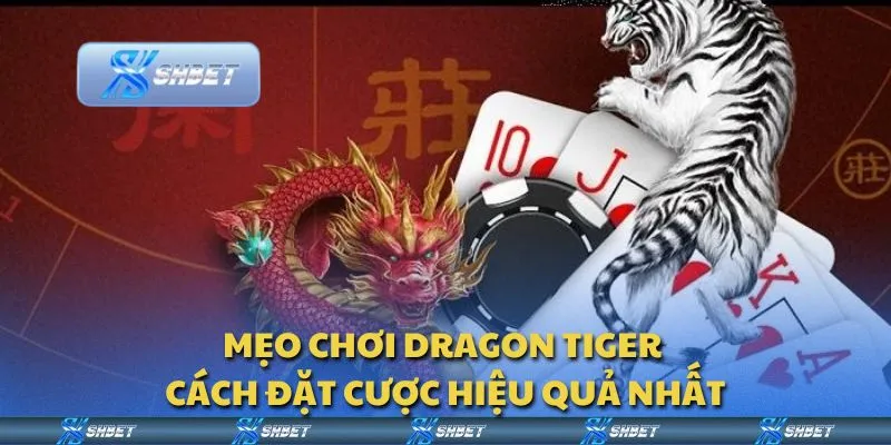 Mẹo chơi Dragon Tiger - Cách đặt cược hiệu quả nhất